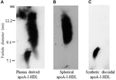 The Extent of Human Apolipoprotein A-I Lipidation Strongly Affects the β-Amyloid Efflux Across the Blood-Brain Barrier in vitro